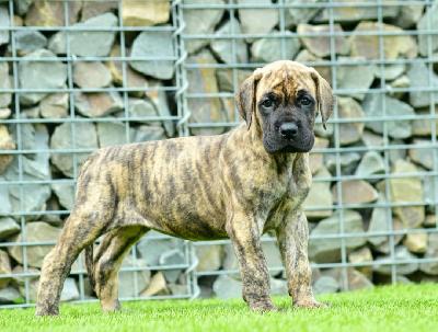 Arizona�s Nami vom Hause der Herzbuben