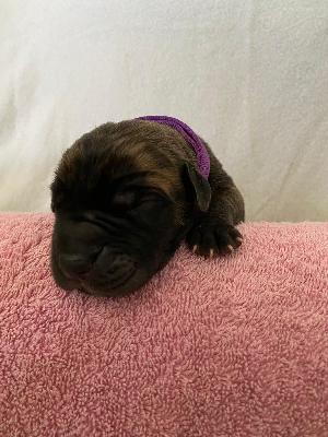 Asia�s Ninci vom Hause der Herzbuben