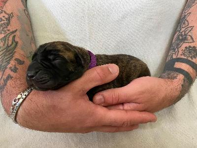 Asia�s Ninci vom Hause der Herzbuben