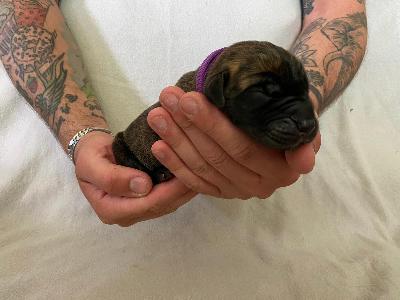 Asias Ninci vom Hause der Herzbuben