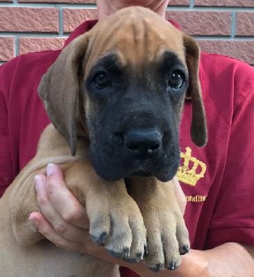 Joker Vom Herstallturm