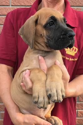 Jarl Arkan Vom Herstallturm