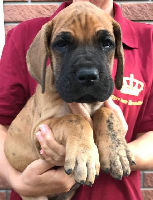 Jago Vom Herstallturm