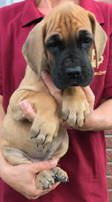 Josie Vom Herstallturm