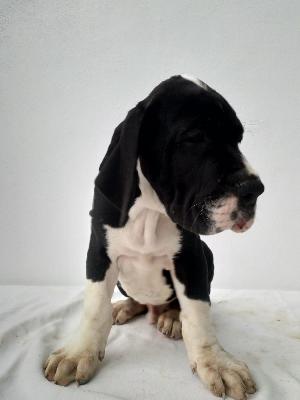 Hanniball Lector Von Siedlinghausen