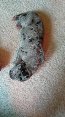 Hieronimus Von Siedlinghausen