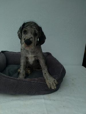 Hieronimus Von Siedlinghausen