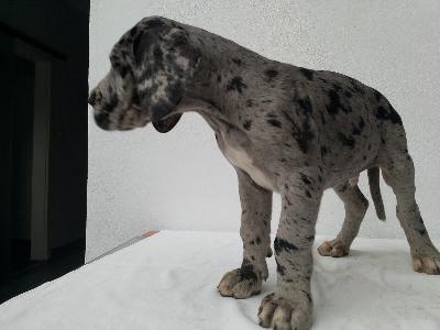 Hugo Von Siedlinghausen