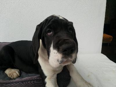 Hildegard Von Siedlinghausen