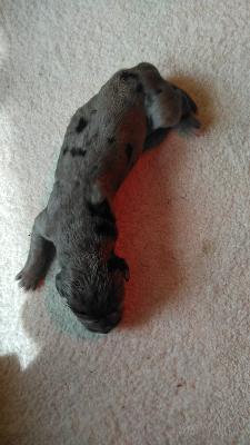 Holly Von Siedlinghausen