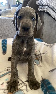 Yoko vom Ysenburger Bergland