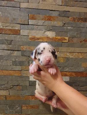 Alfred von der Kroepelwarthe