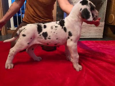 Alfred von der Kroepelwarthe