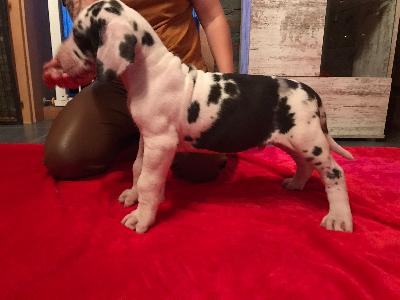 Alfred von der Kroepelwarthe