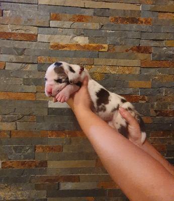 Azzuro von der Kroepelwarthe