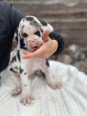 Azzuro von der Kroepelwarthe