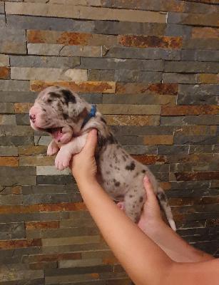 Amor von der Kroepelwarthe