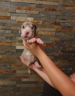 Amor von der Kroepelwarthe