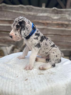 Amor von der Kroepelwarthe