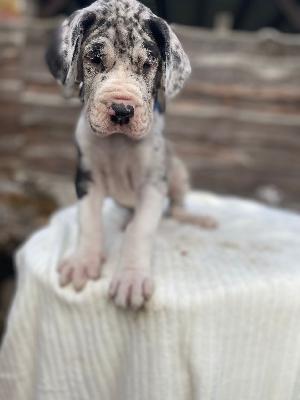 Amor von der Kroepelwarthe