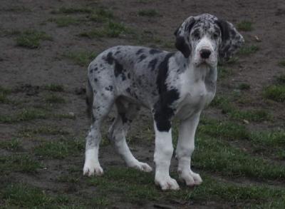 Amor von der Kroepelwarthe