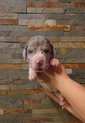 Asterix von der Kroepelwarthe