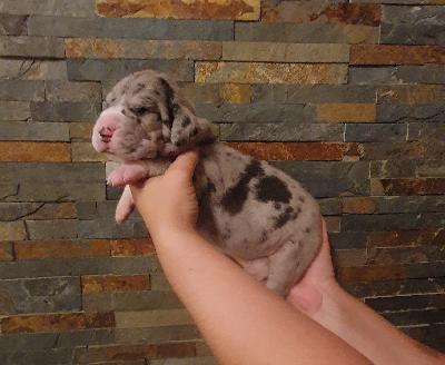 Asterix von der Kroepelwarthe