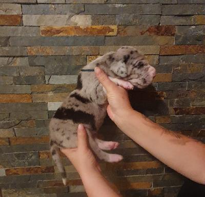 Asterix von der Kroepelwarthe