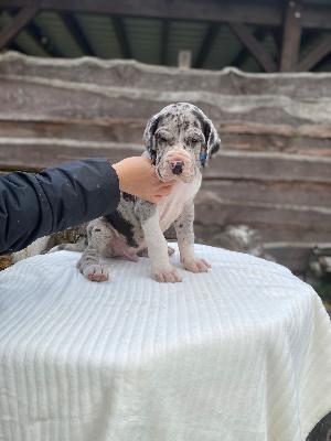 Asterix von der Kroepelwarthe