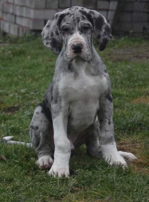 Asterix von der Kroepelwarthe