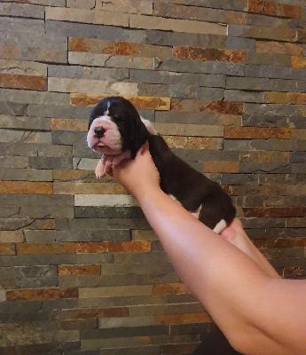 Amadeus von der Kroepelwarthe