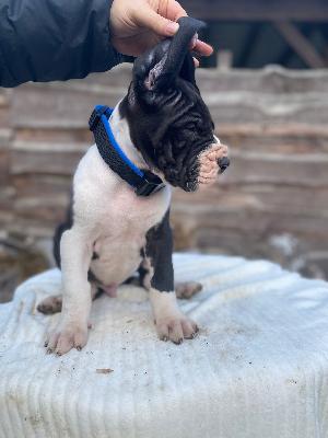 Amadeus von der Kroepelwarthe