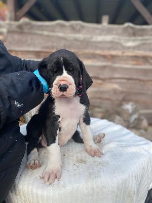 Amadeus von der Kroepelwarthe