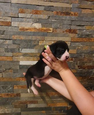 Aimo von der Kroepelwarthe