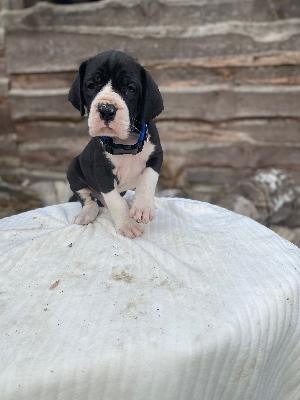 Aimo von der Kroepelwarthe