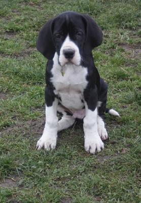 Aimo von der Kroepelwarthe