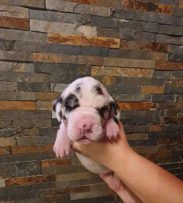 Antje von der Kroepelwarthe