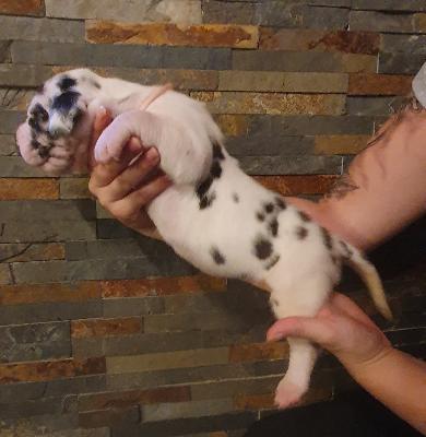 Antje von der Kroepelwarthe