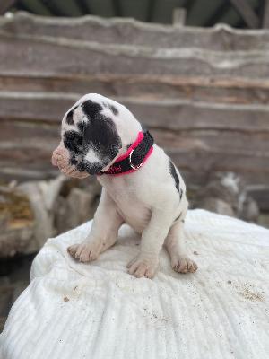 Antje von der Kroepelwarthe