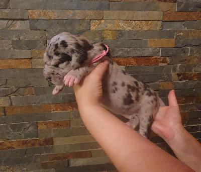 Abigail von der Kroepelwarthe