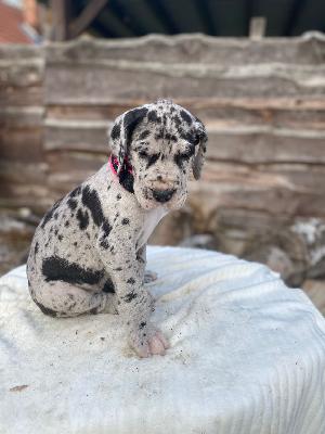 Abigail von der Kroepelwarthe