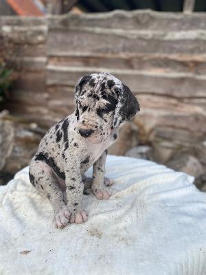 Abigail von der Kroepelwarthe