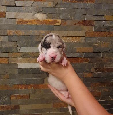 Adina von der Kroepelwarthe