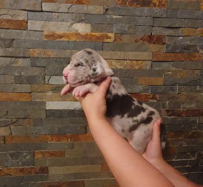 Adina von der Kroepelwarthe