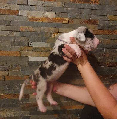 Adina von der Kroepelwarthe