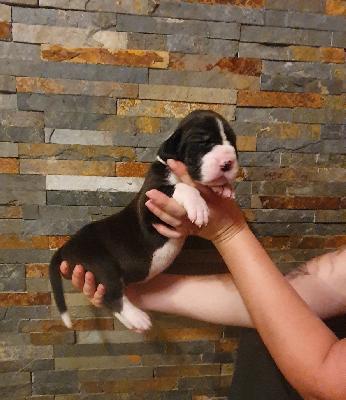 Alma von der Kroepelwarthe