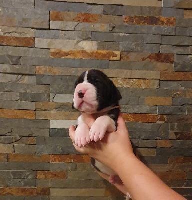 Alma von der Kroepelwarthe