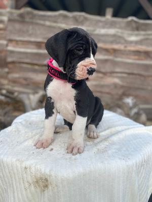 Alma von der Kroepelwarthe