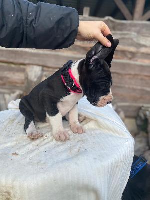 Alma von der Kroepelwarthe