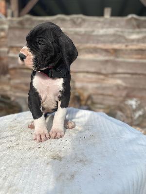 Adele von der Kroepelwarthe